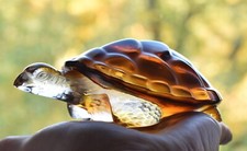 Lalique France Briefbeschwerer